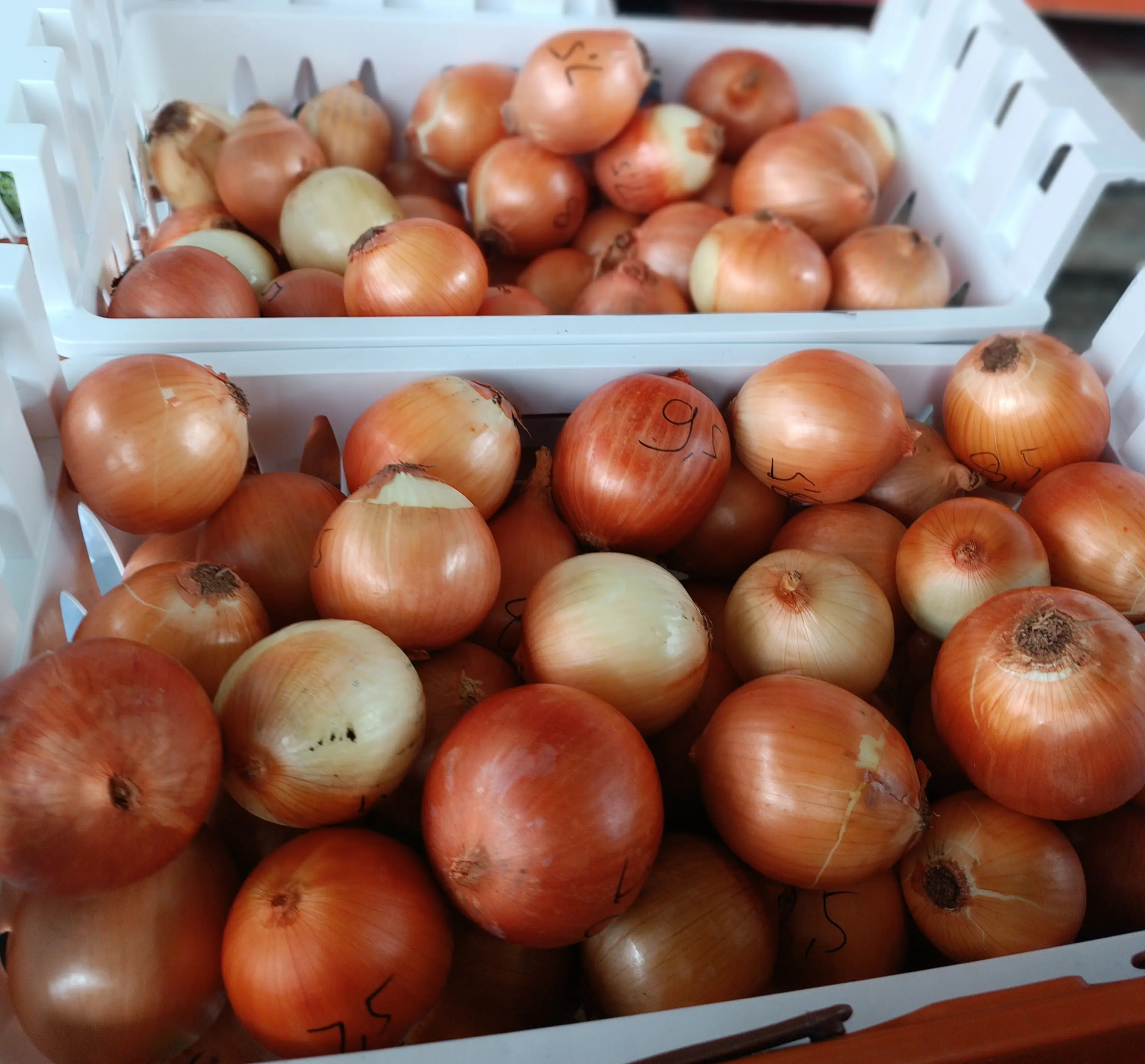 Bombay bijian harga 4.500